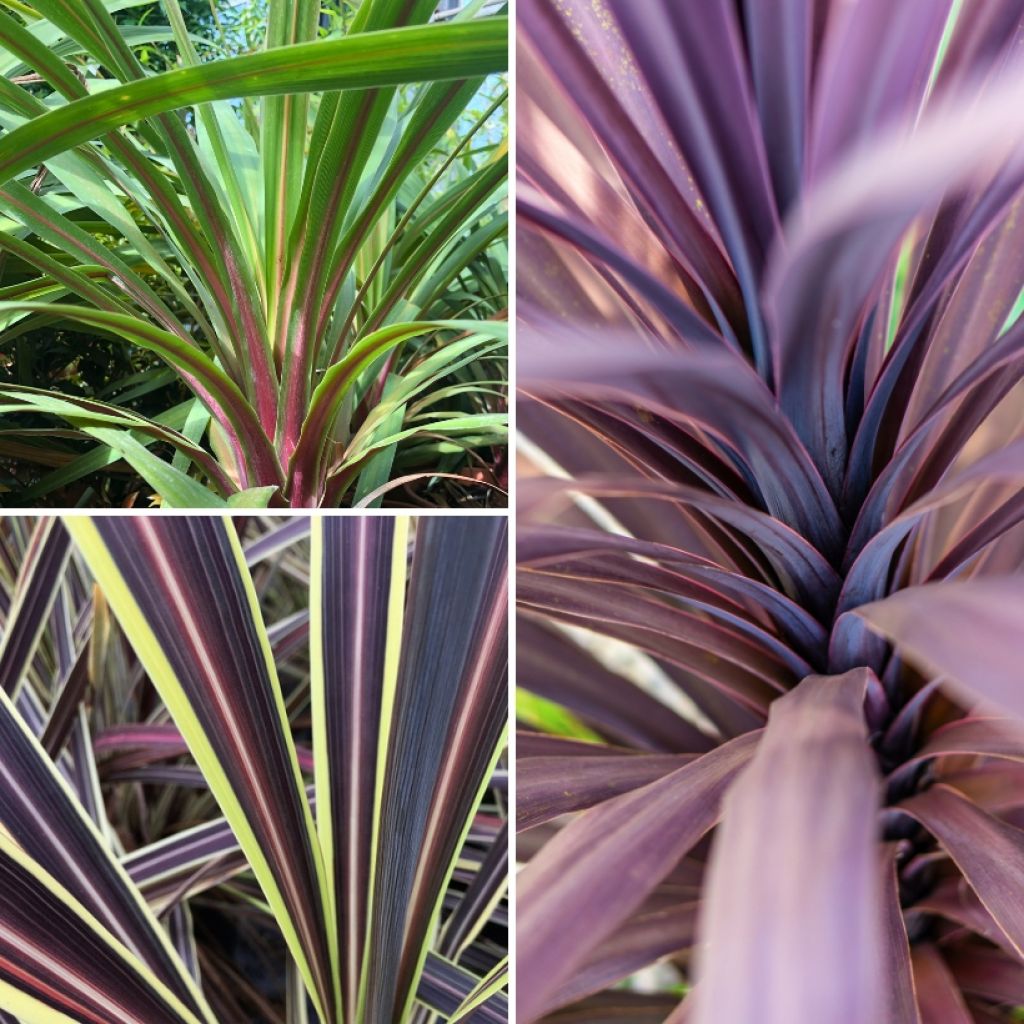 Trio di Cordyline Black Knight/Electric Flash/Peko