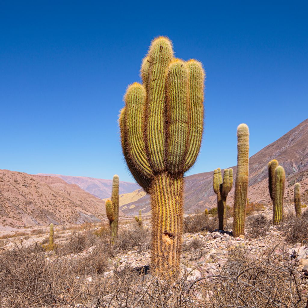 Echinopsis pasacana - Cactus
