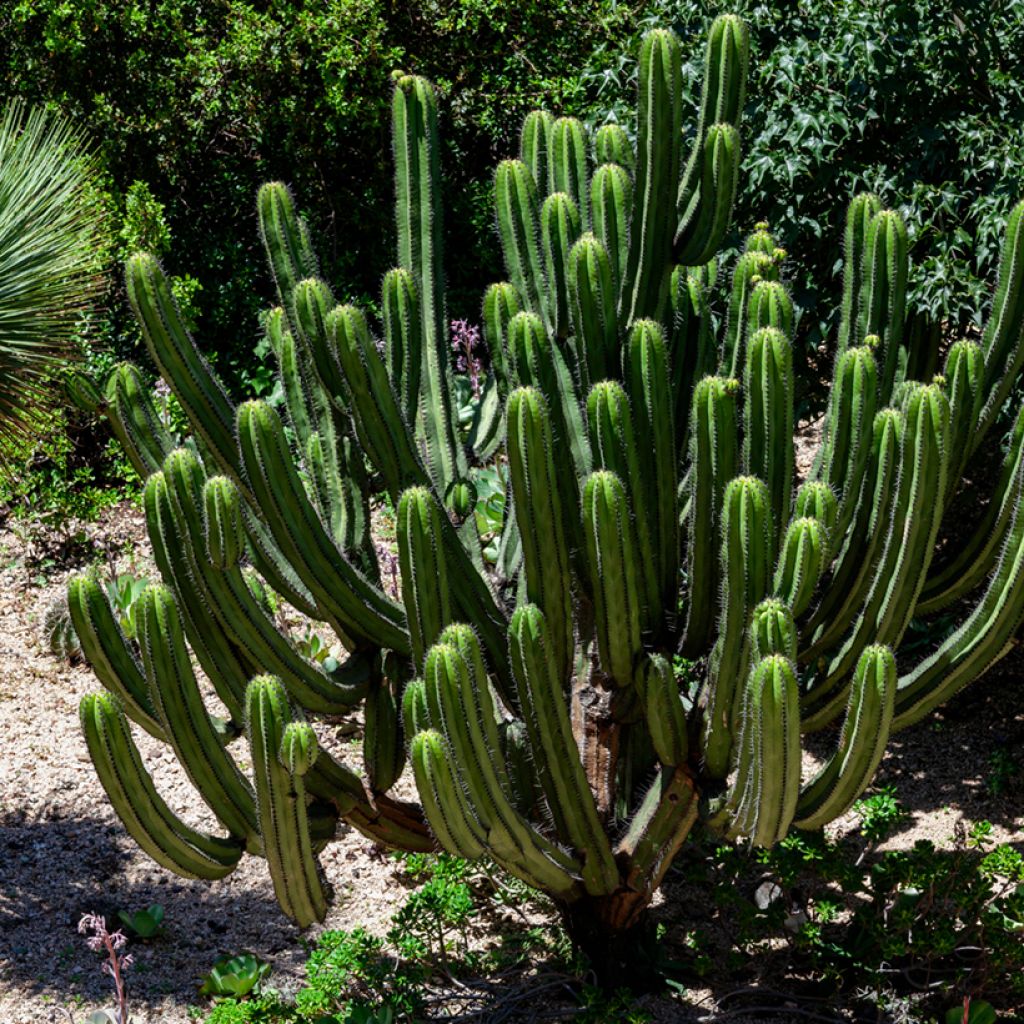 Trichocereus pachanoi - Cactus San Pedro