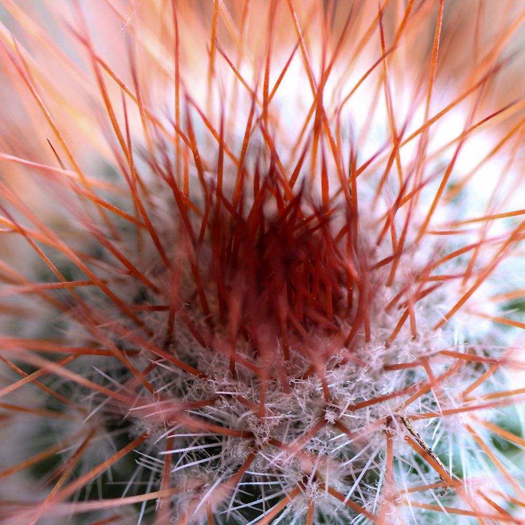 Cactus - Mammillaria spinosissima f. rubrispina 