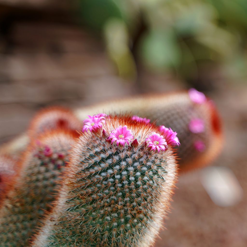 Cactus - Mammillaria spinosissima f. rubrispina 