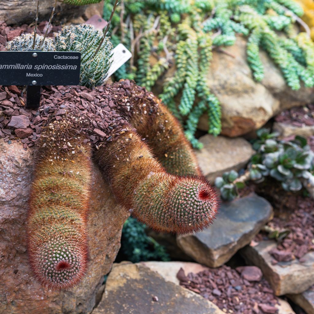 Cactus - Mammillaria spinosissima f. rubrispina 