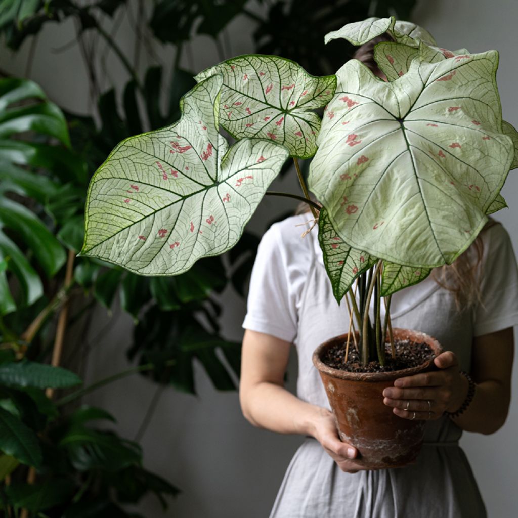Caladium Strawberry Star - Caladio