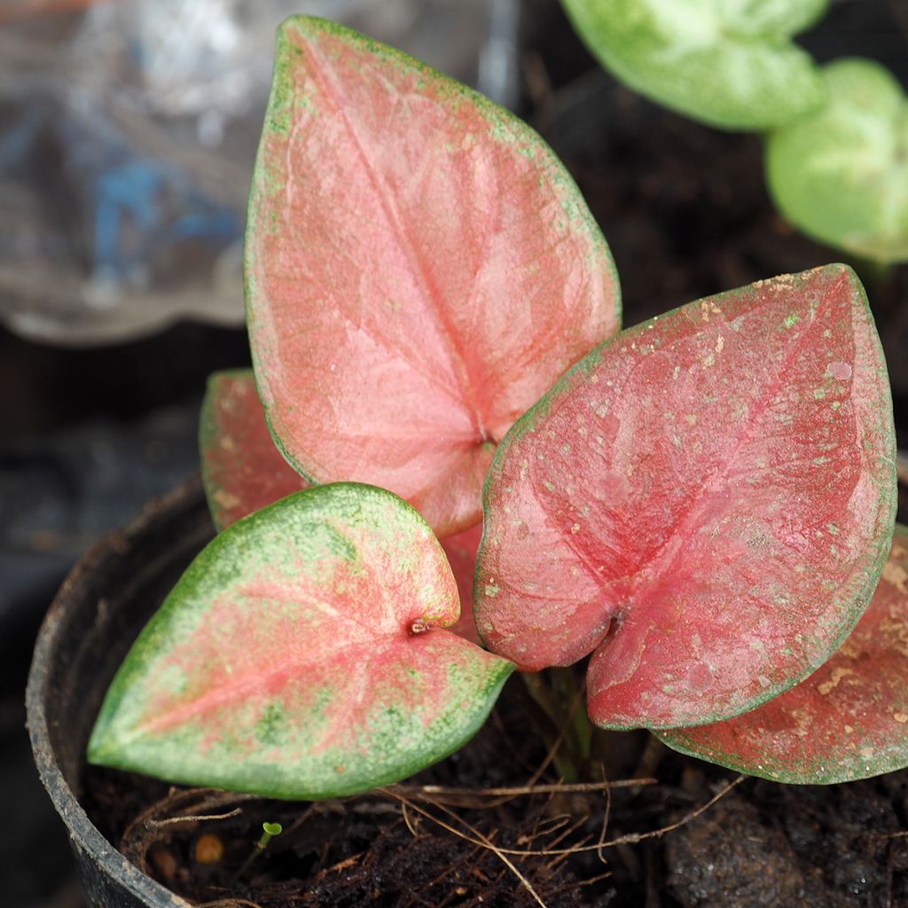 Caladium Maculatum - Caladio