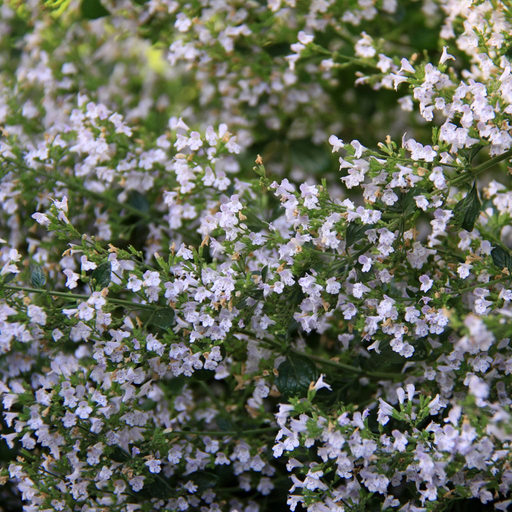 Calamintha nepeta - Mentuccia commune