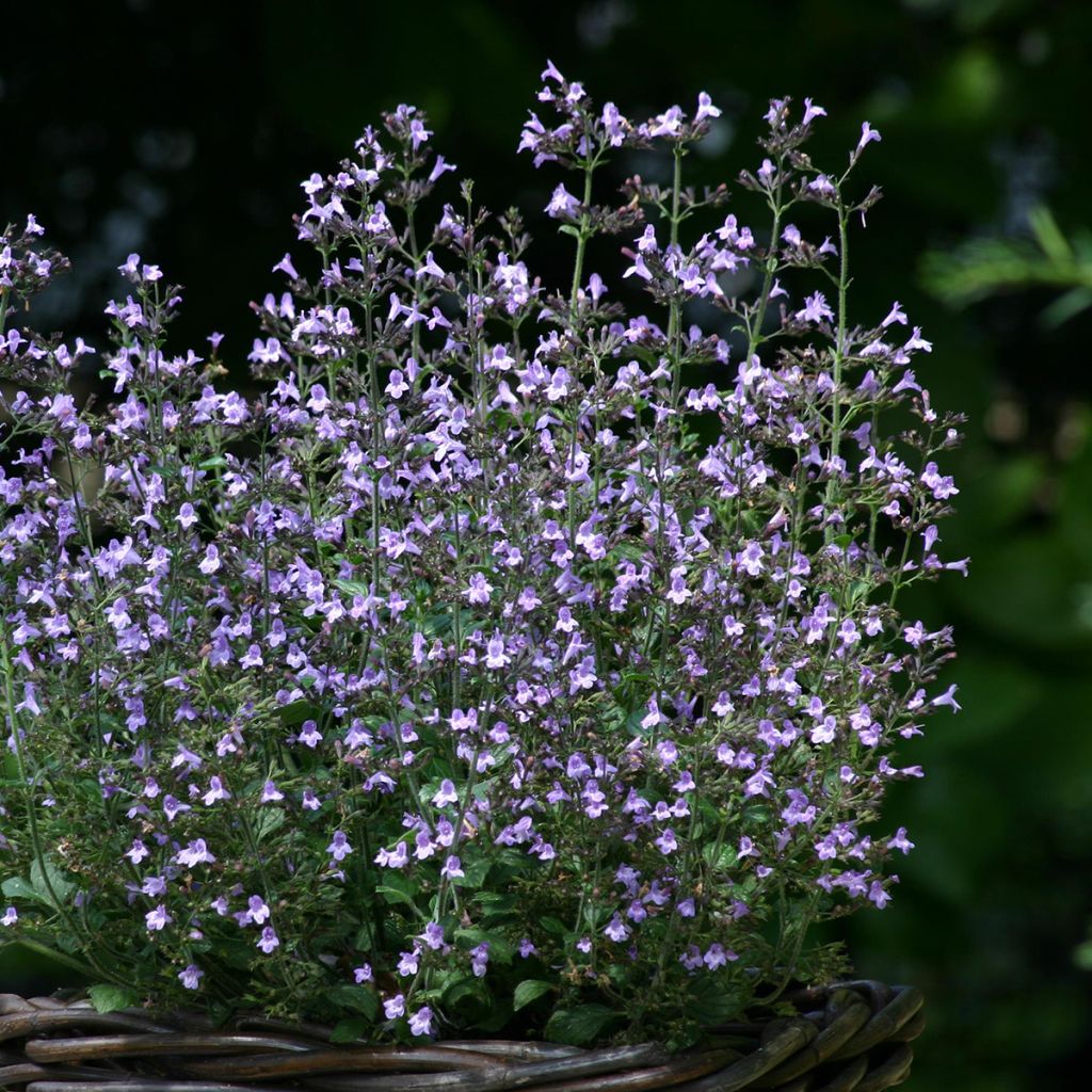 Calamintha nepeta Marvelette Blue -  - Mentuccia commune