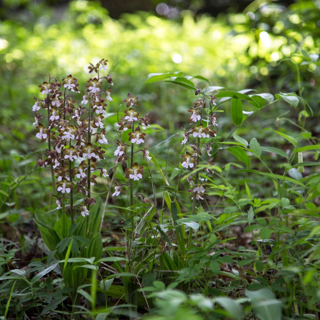 Calanthe discolor