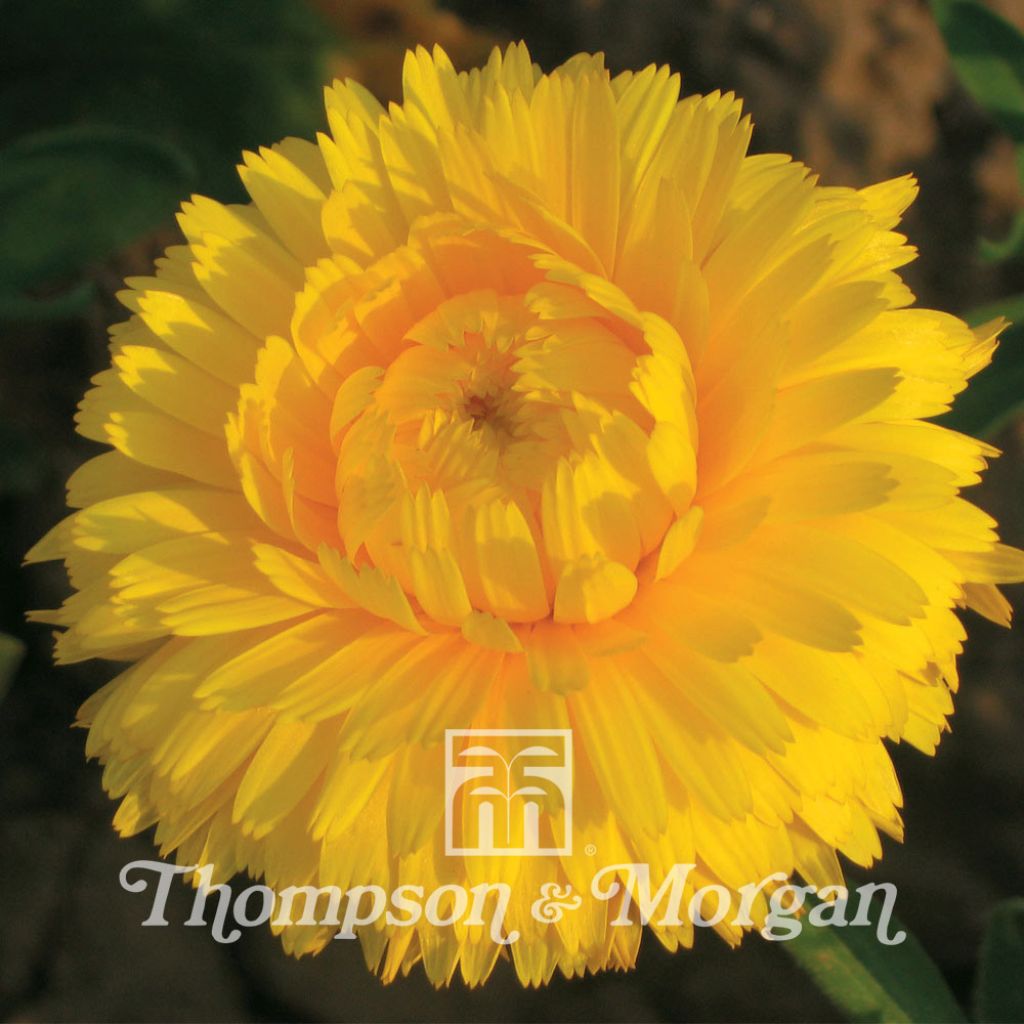 Calendula Chrysantha