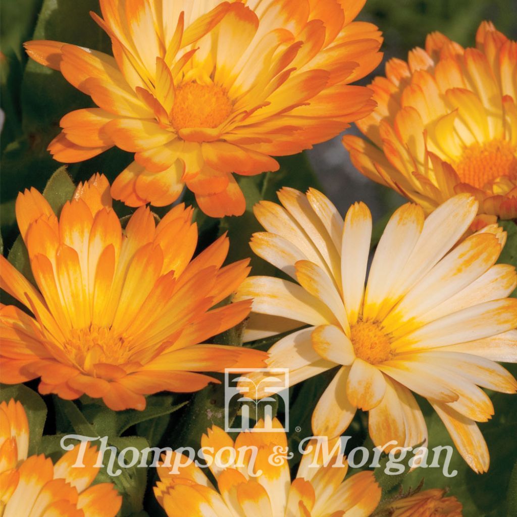 Calendula officinalis nana Oopsy Daisy