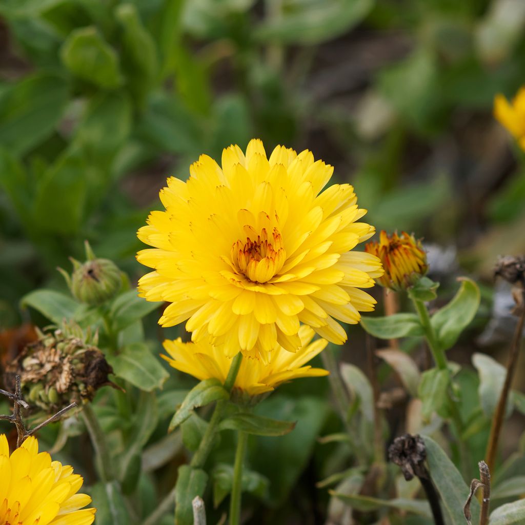 Calendula officinalis Chrysantha - Calendola