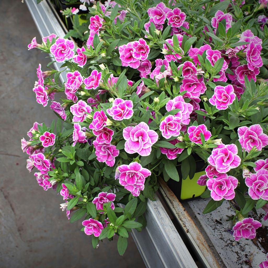 Calibrachoa Superbells Sweet Love - Petunia nana