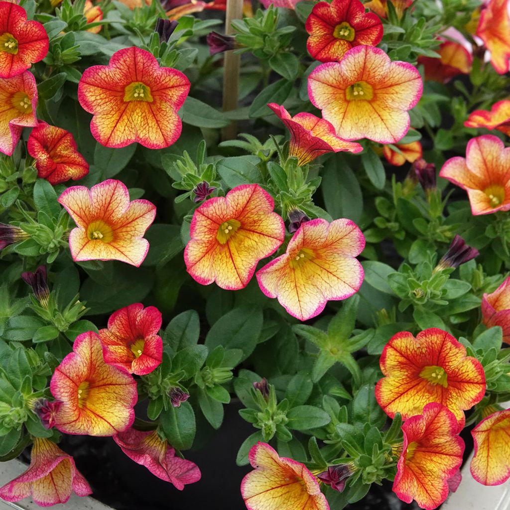Calibrachoa MiniFamous Uno Bakari - Petunia nana