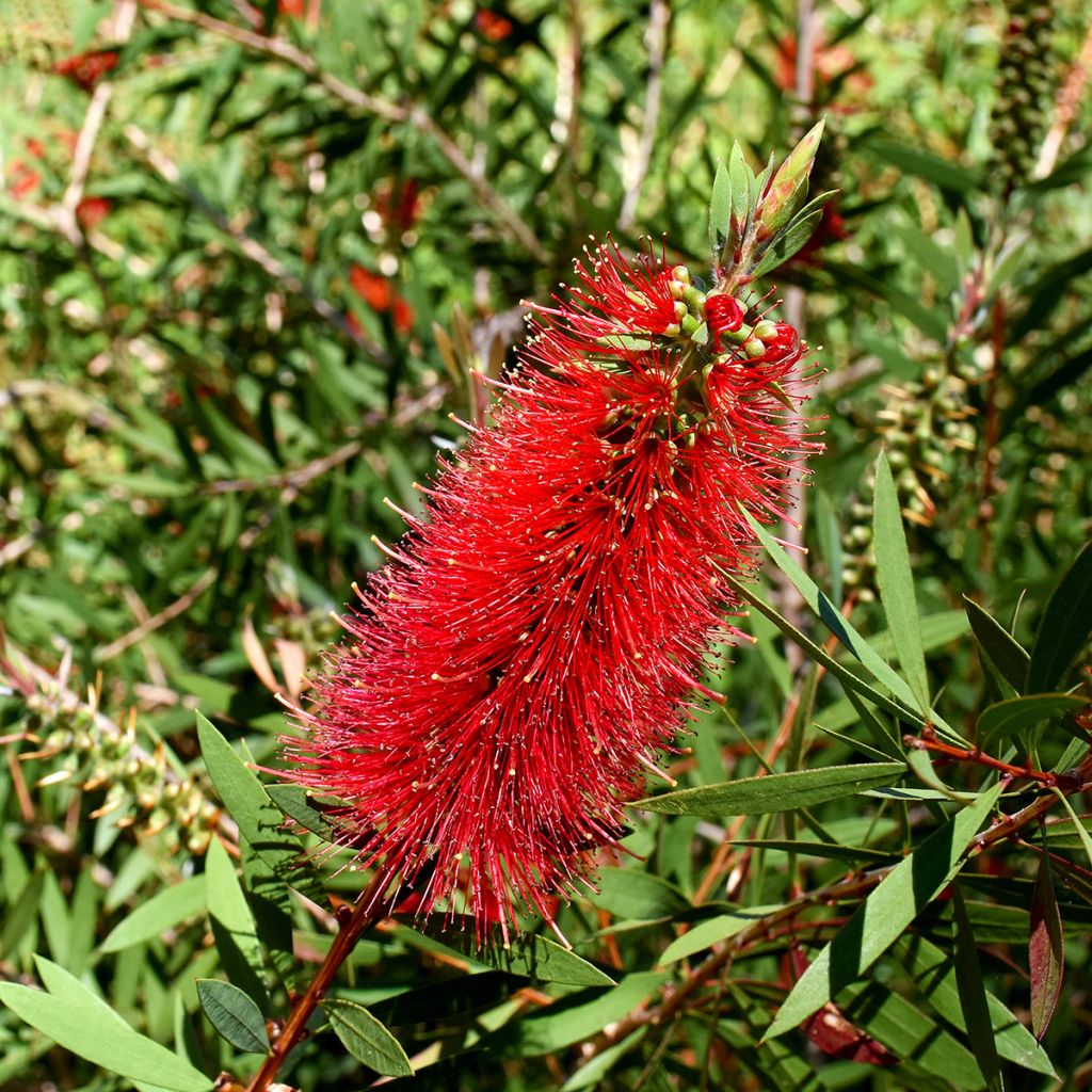 Callistemon Woodlander's Hardy - Pianta scovolino