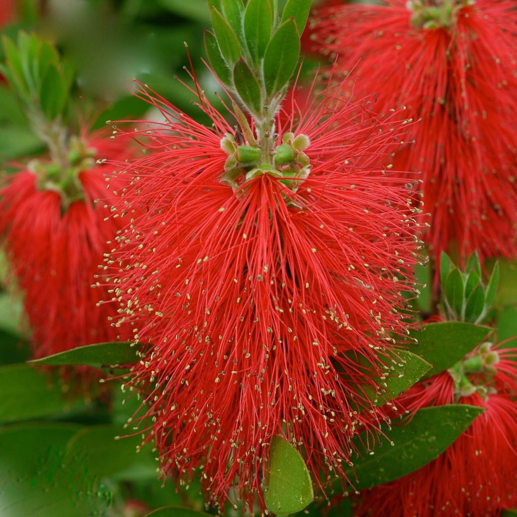 Callistemon laevis - Pianta scovolino