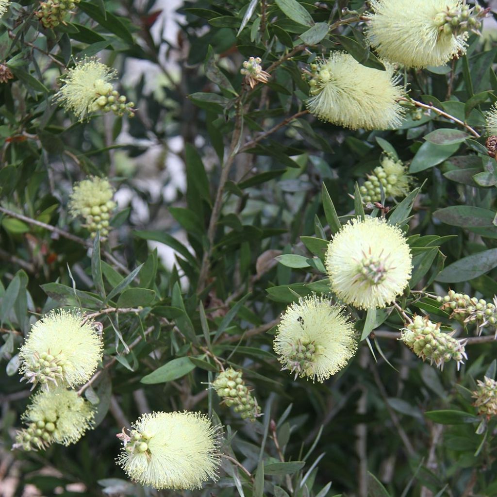 Callistemon citrinus Albus - Pianta scovolino