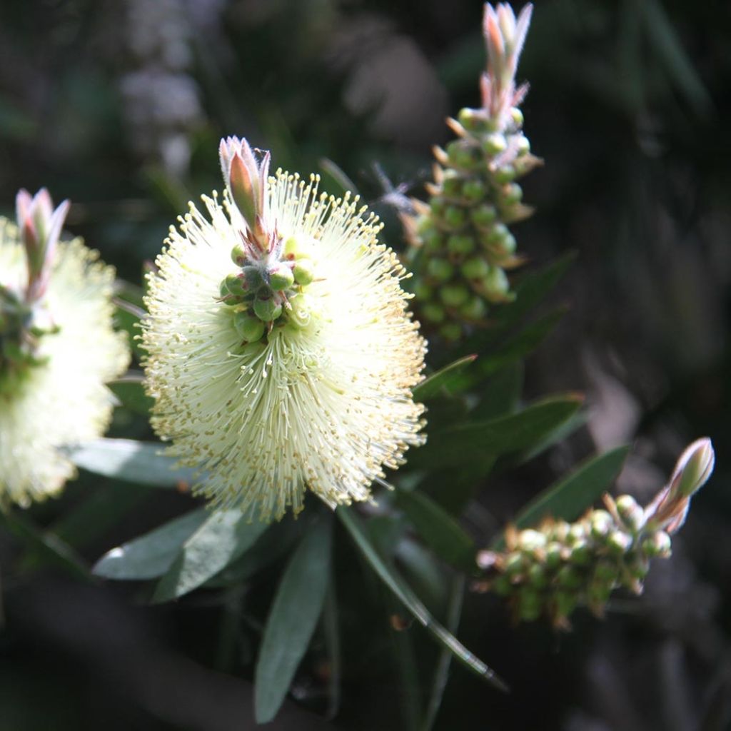 Callistemon citrinus Albus - Pianta scovolino