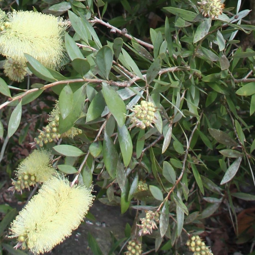 Callistemon citrinus Albus - Pianta scovolino