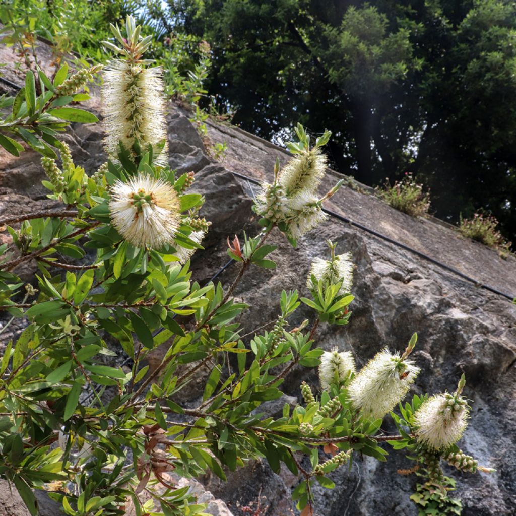 Callistemon citrinus Albus - Pianta scovolino