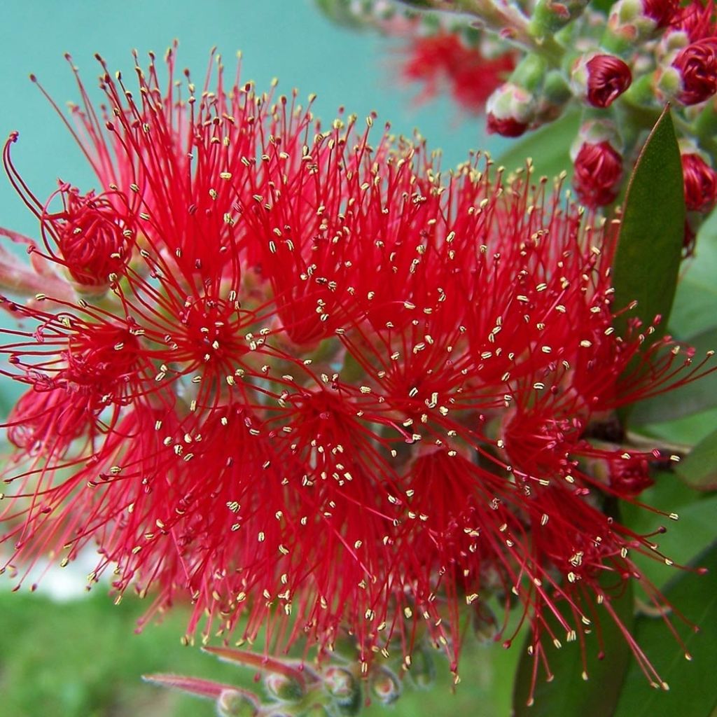 Callistemon masotti Mini Red - Pianta scovolino