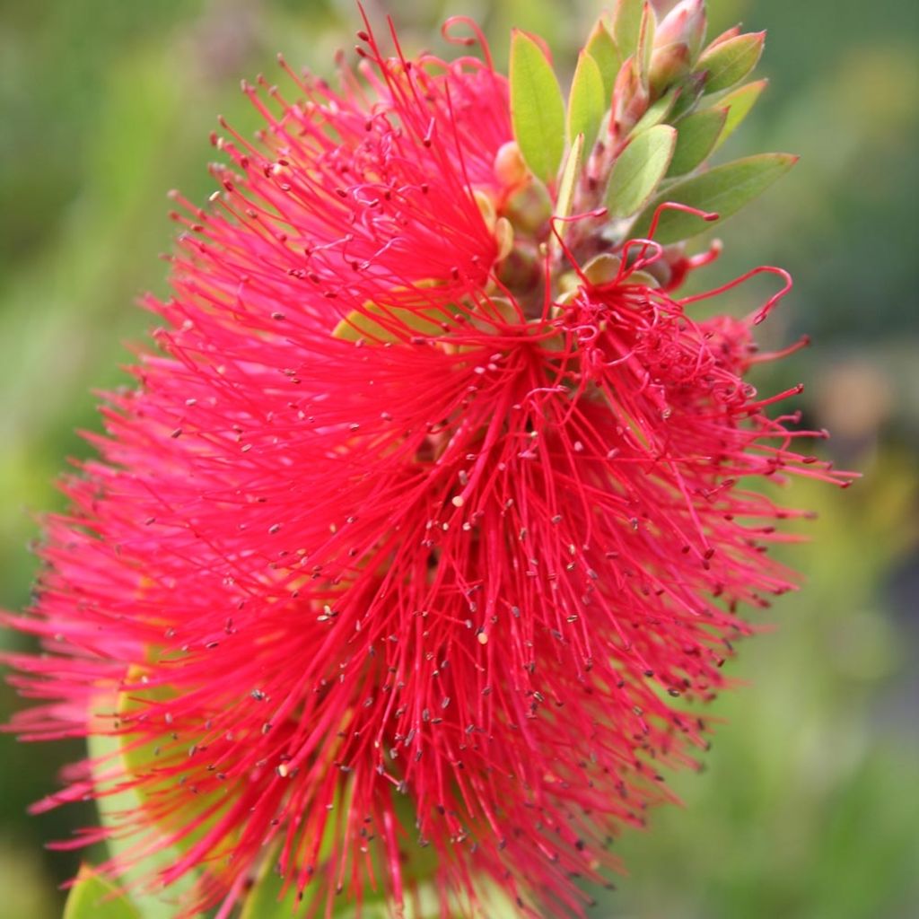 Callistemon masotti Mini Red - Pianta scovolino