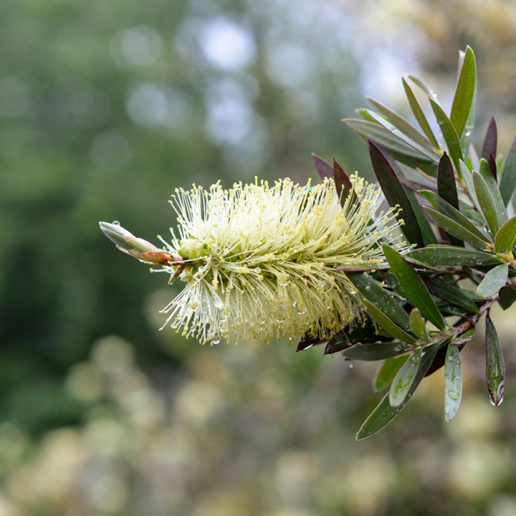 Callistemon pityoides Widdicomb Gem - Pianta scovolino