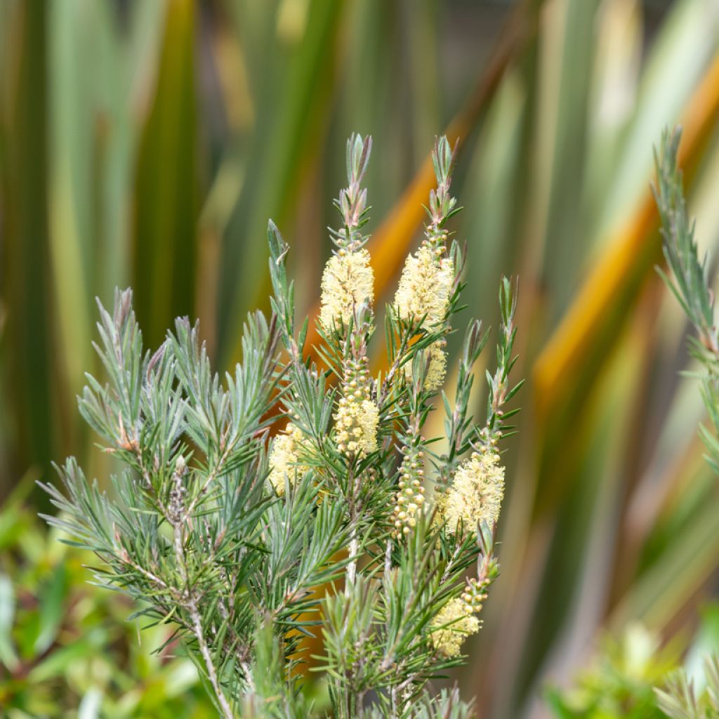 Callistemon pityoides Widdicomb Gem - Pianta scovolino