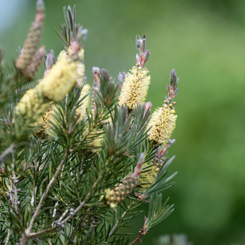 Callistemon pityoides Widdicomb Gem - Pianta scovolino