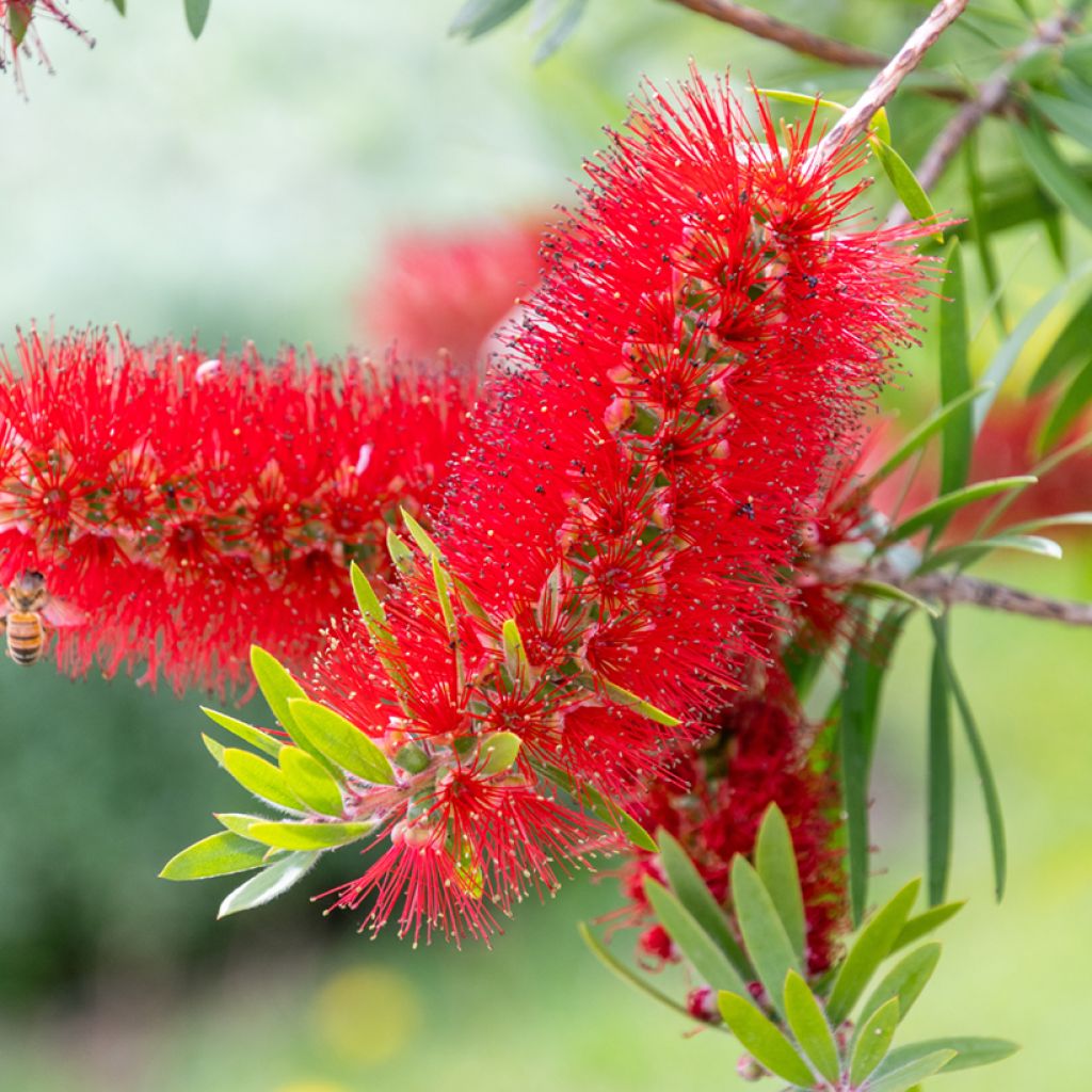 Callistemon rigidus - Pianta scovolino