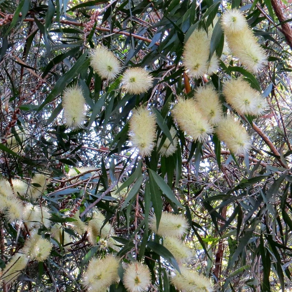 Callistemon salignus - Pianta scovolino