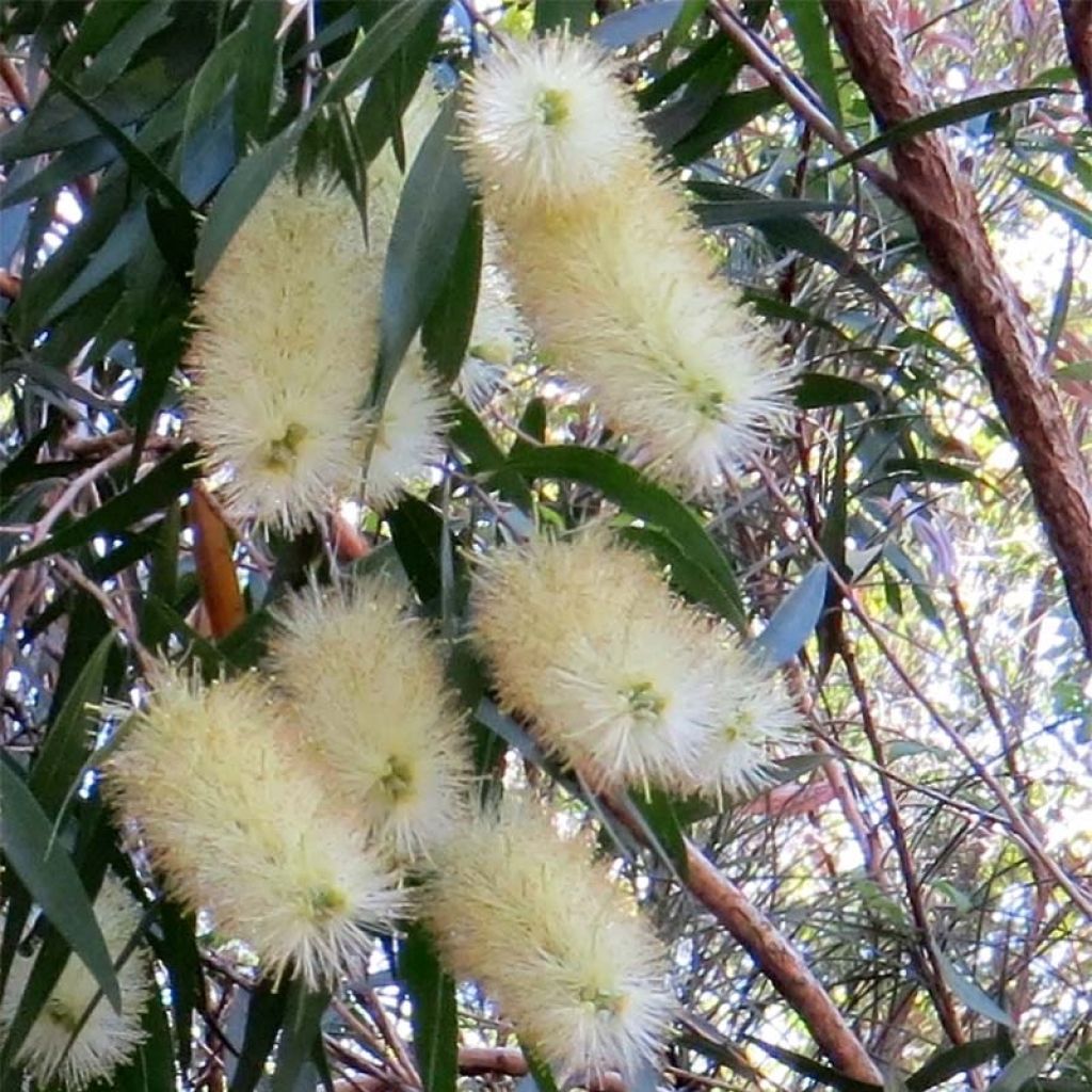 Callistemon salignus - Pianta scovolino