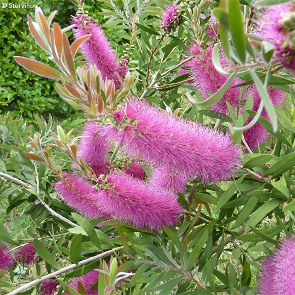 Callistemon salignus Perth Pink - Pianta scovolino