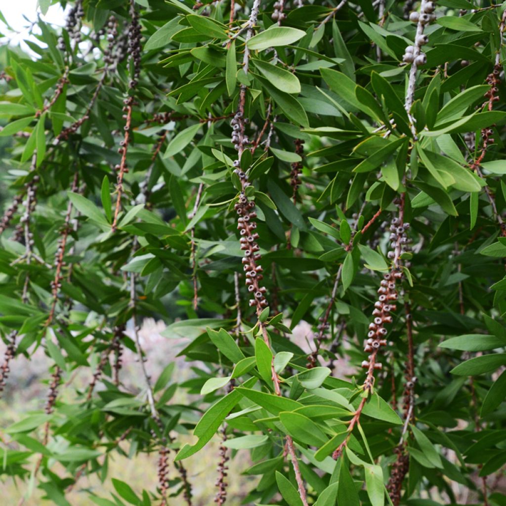 Callistemon salignus Perth Pink - Pianta scovolino