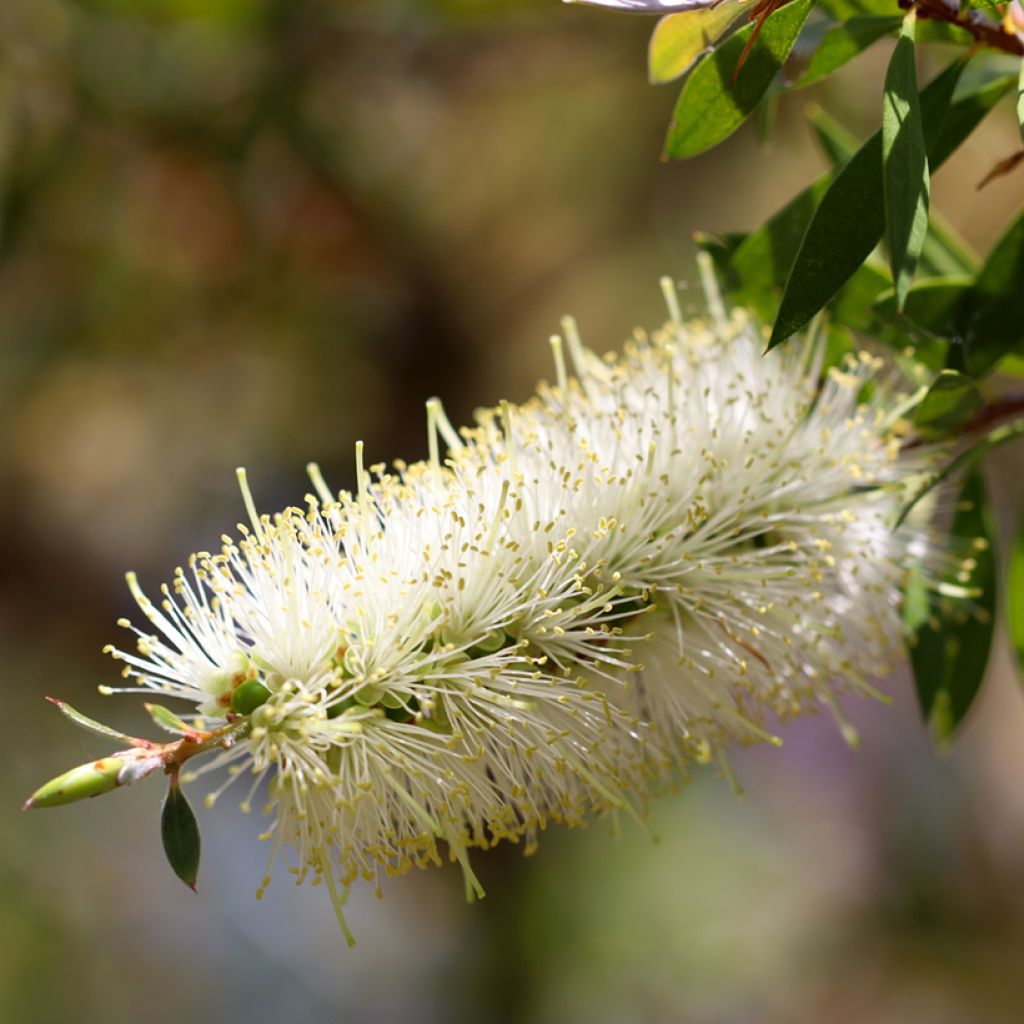 Callistemon salignus - Pianta scovolino