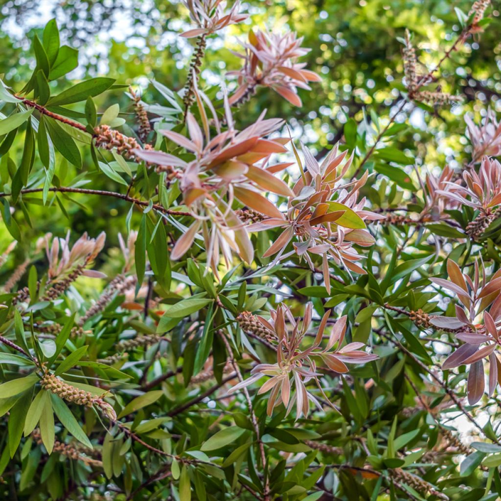 Callistemon salignus - Pianta scovolino