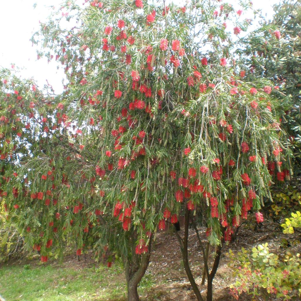 Callistemon viminalis - Pianta scovolino