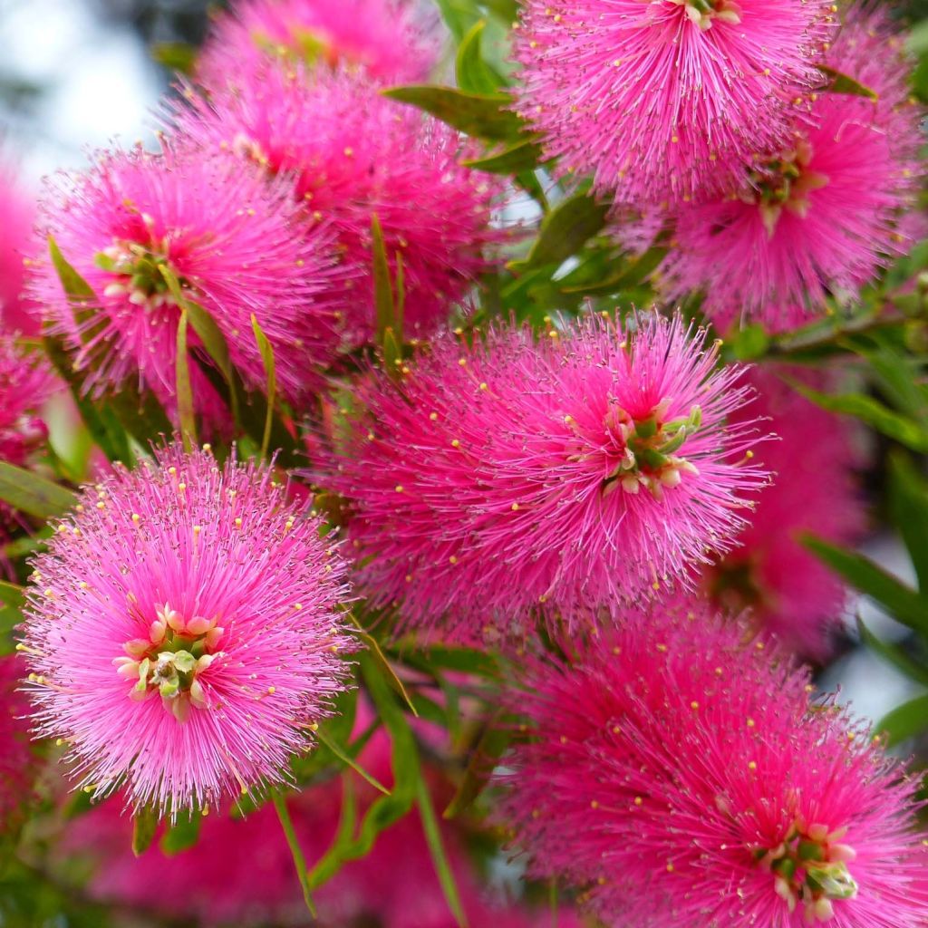 Callistemon viminalis Bright Pink - Pianta scovolino