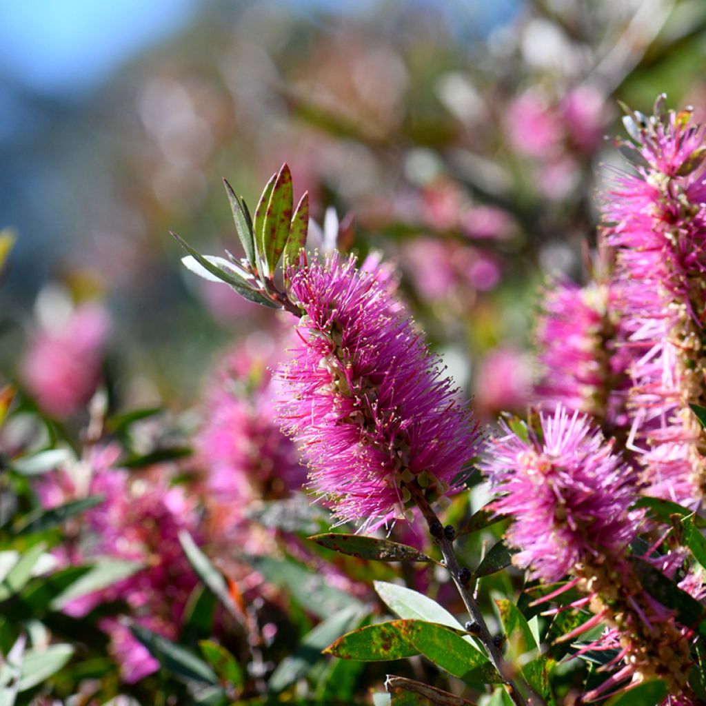 Callistemon viminalis Bright Pink - Pianta scovolino