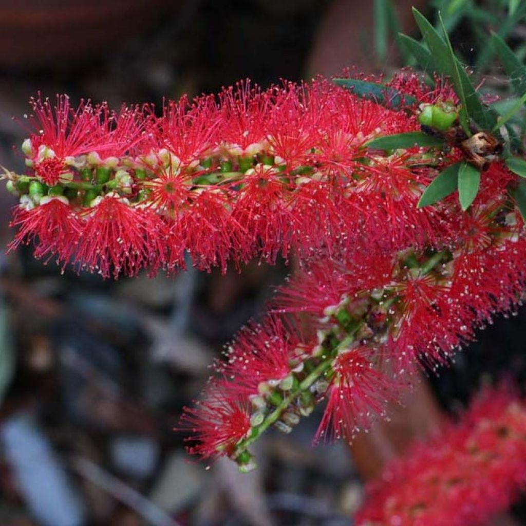 Callistemon viminalis Captain Cook - Pianta scovolino