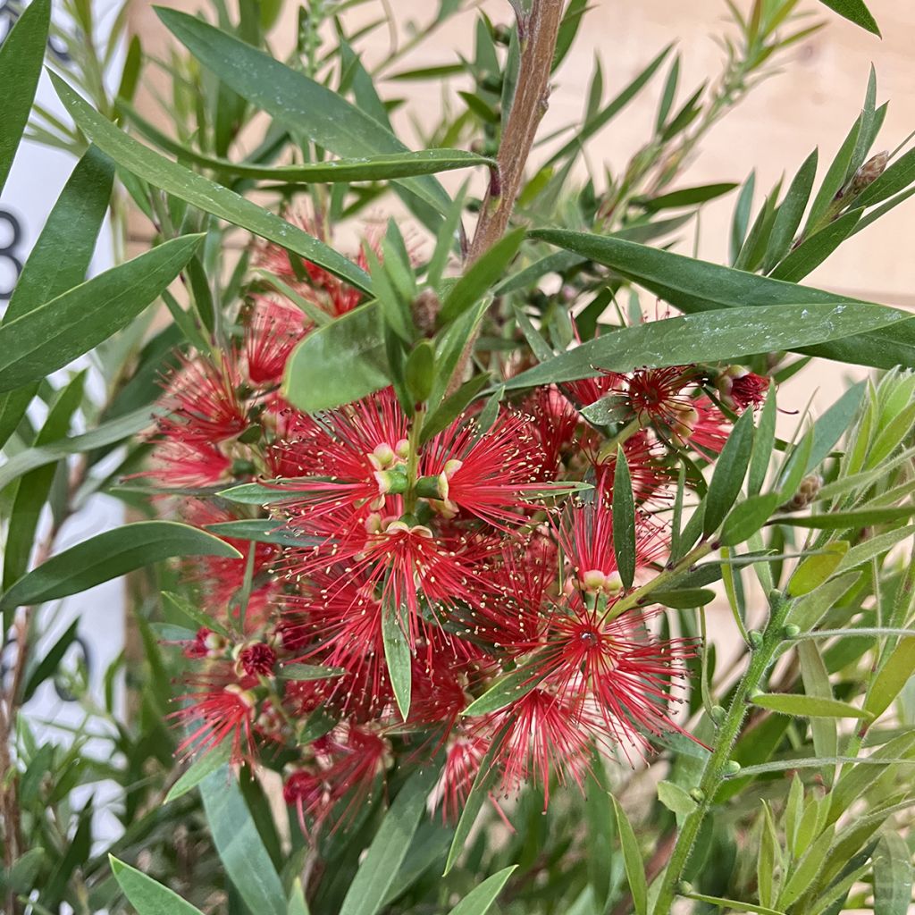 Callistemon viminalis Hannah Ray - Pianta scovolino