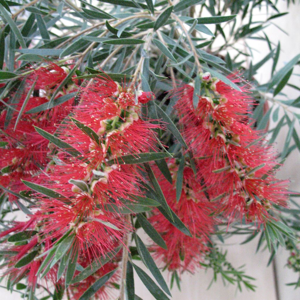 Callistemon viminalis Hannah Ray - Pianta scovolino