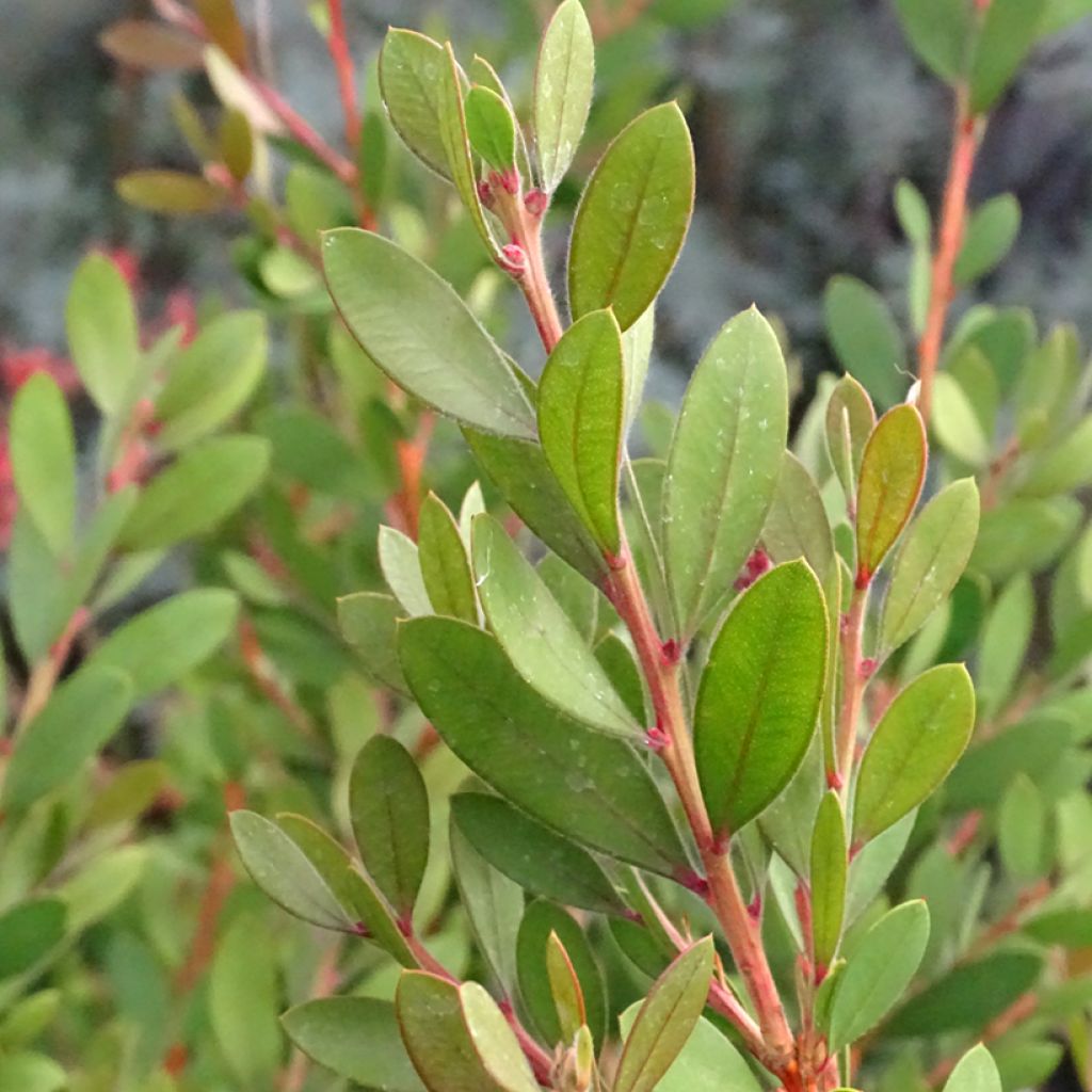 Callistemon viminalis Hot Pink - Pianta scovolino
