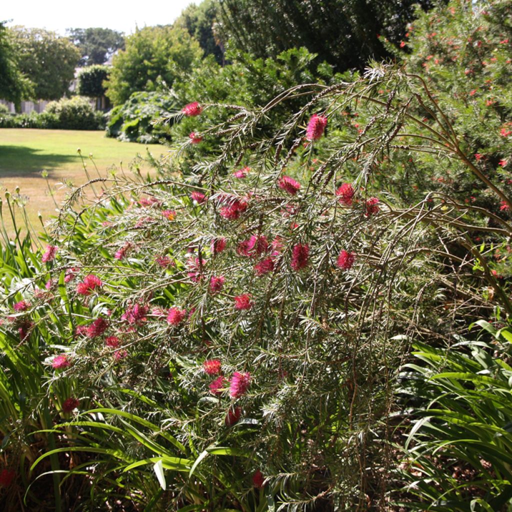 Callistemon viminalis - Pianta scovolino