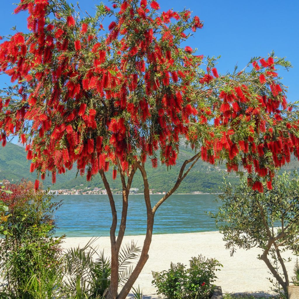 Callistemon viminalis - Pianta scovolino