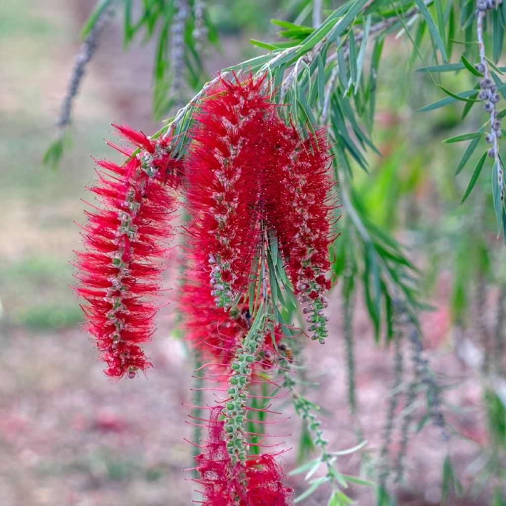 Callistemon viminalis - Pianta scovolino