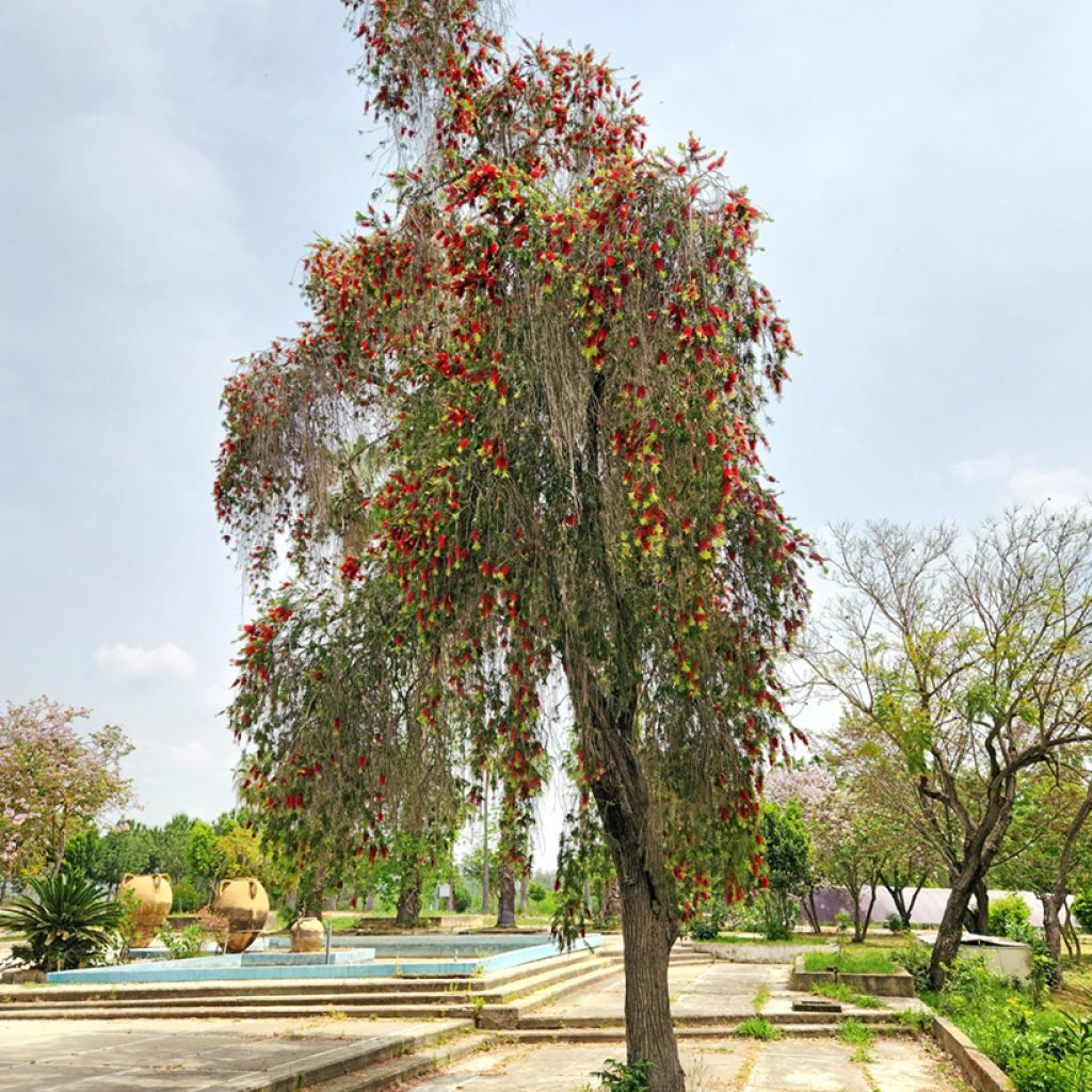 Callistemon viminalis - Pianta scovolino