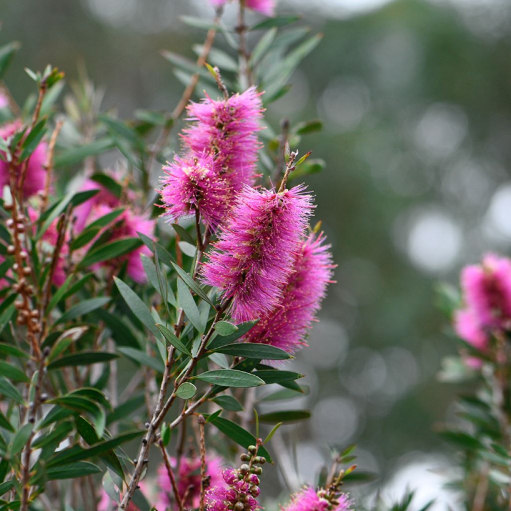 Callistemon violaceus - Pianta scovolino