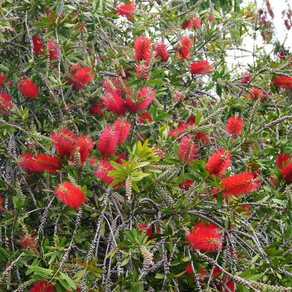 Callistemon laevis - Pianta scovolino