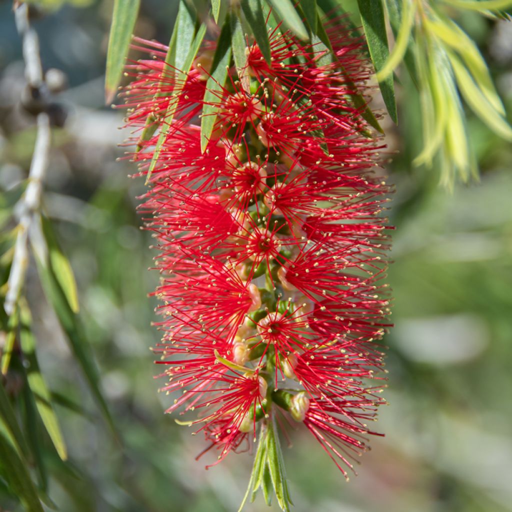 Callistemon laevis - Pianta scovolino