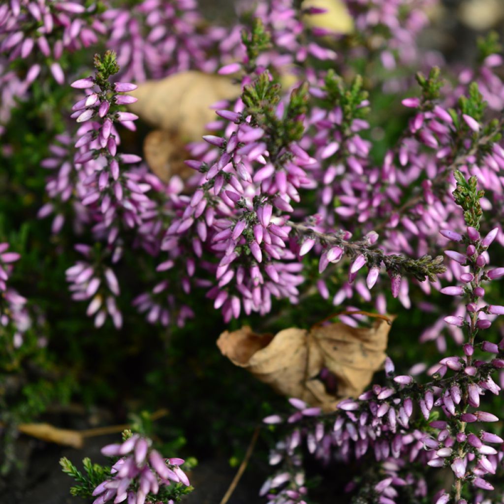 Calluna vulgaris Garden Girls Lena - Brugo