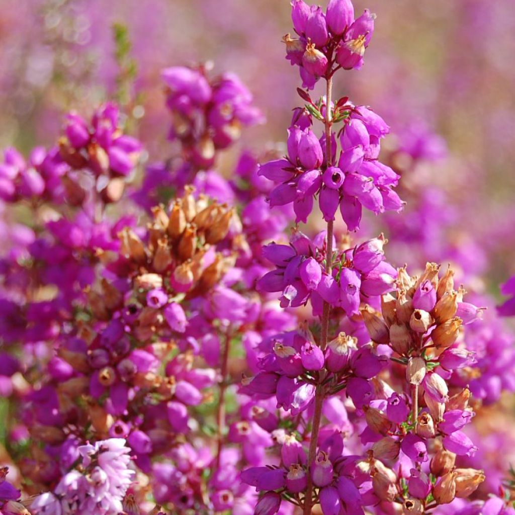 Bruyère d'été - Calluna vulgaris Allegro
